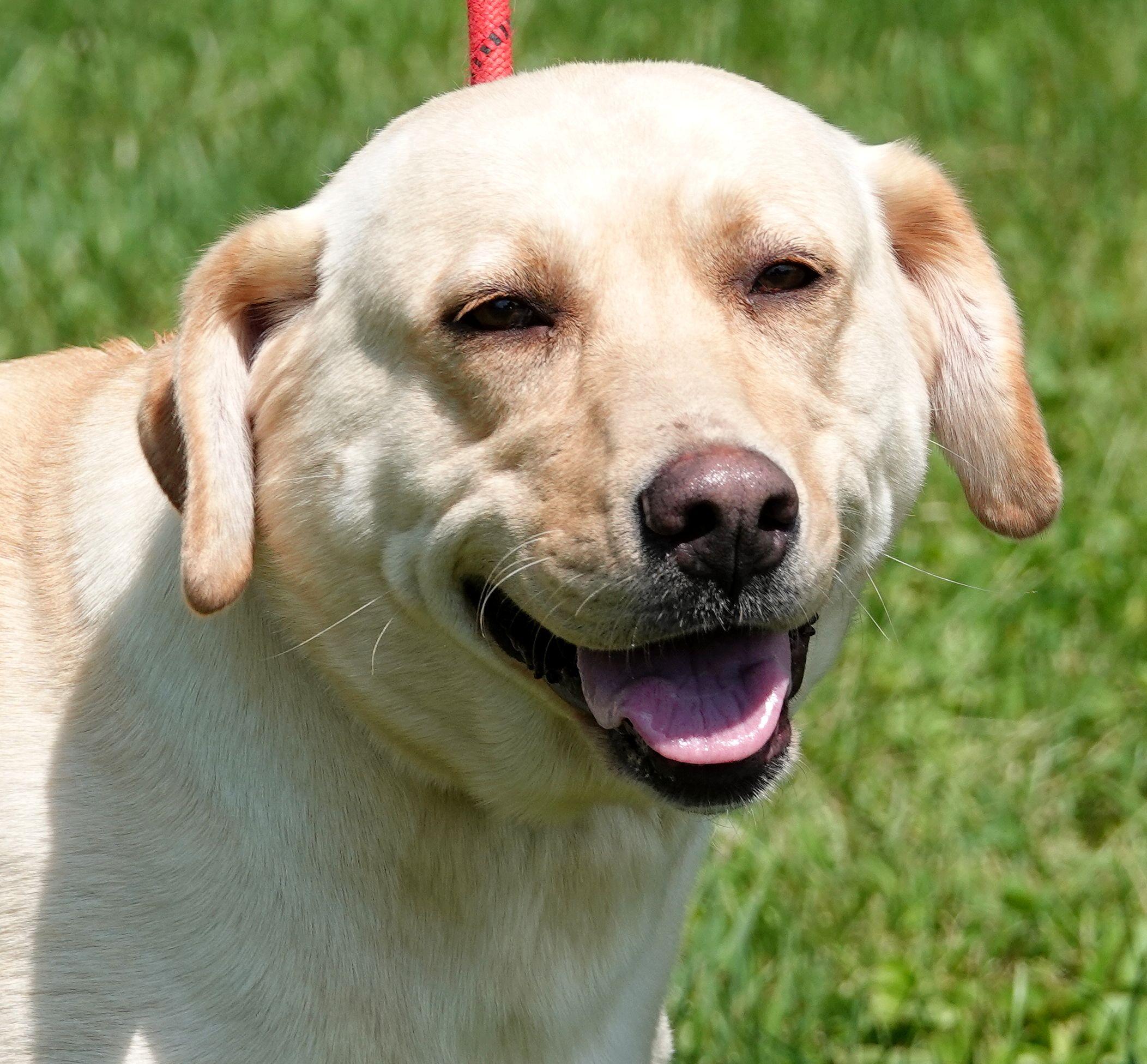 Pepsi - CLAIMED BY OWNER, adopted, Adult Female Yellow Labrador Retriever.