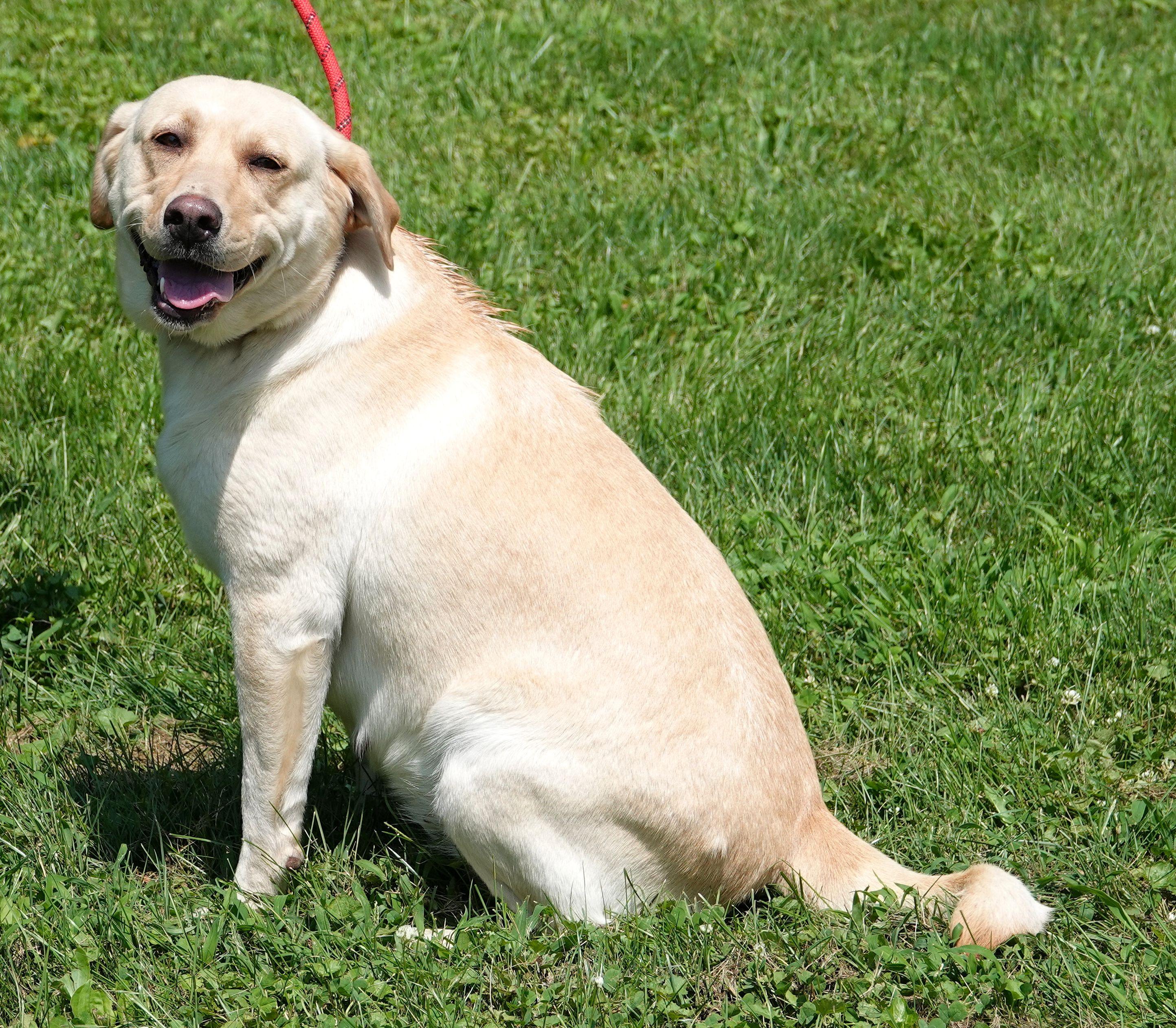 Pepsi - CLAIMED BY OWNER, an adopted Yellow Labrador Retriever in Millfield, OH image 3/3