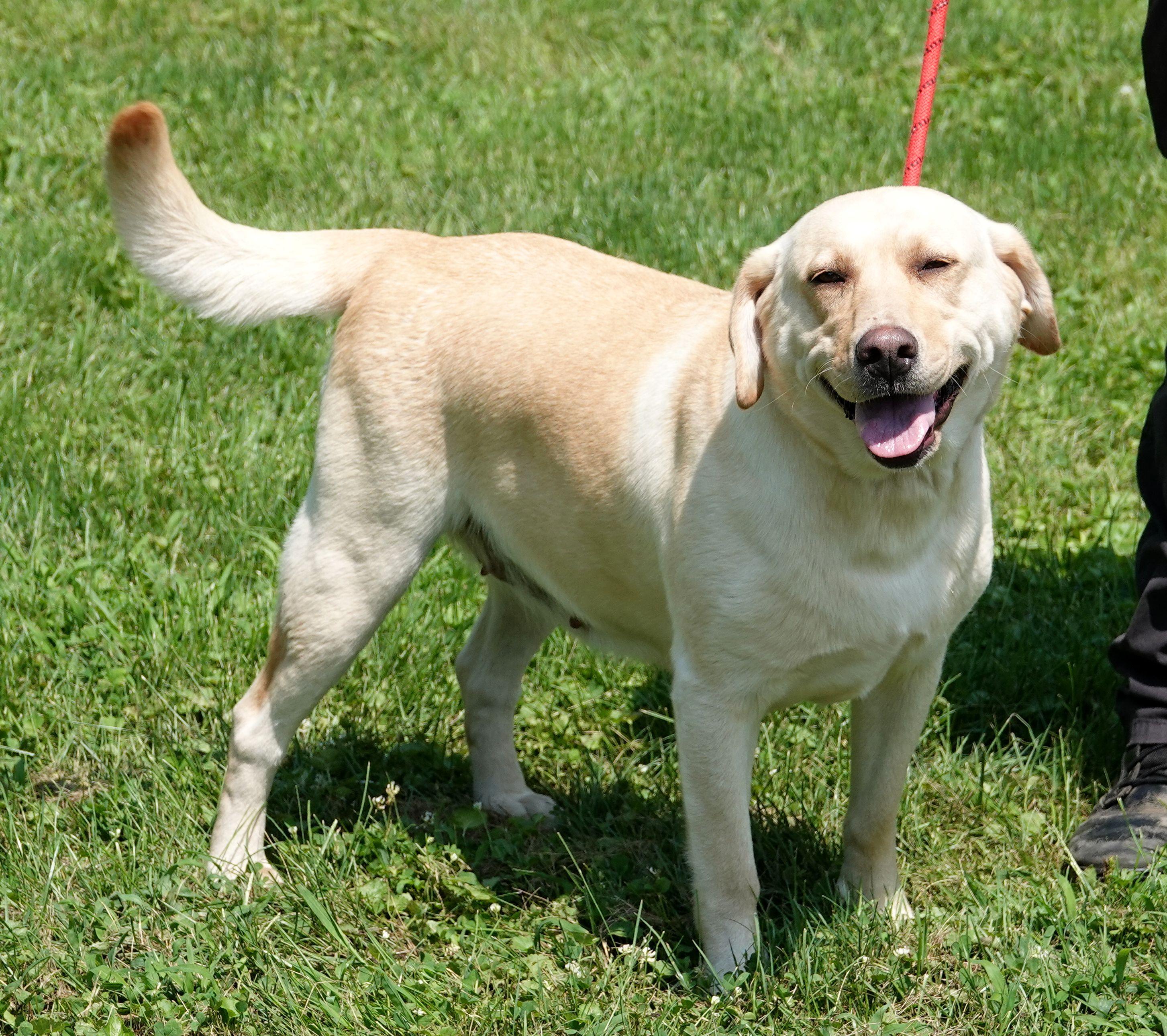 Pepsi - CLAIMED BY OWNER, an adopted Yellow Labrador Retriever in Millfield, OH image 2/3