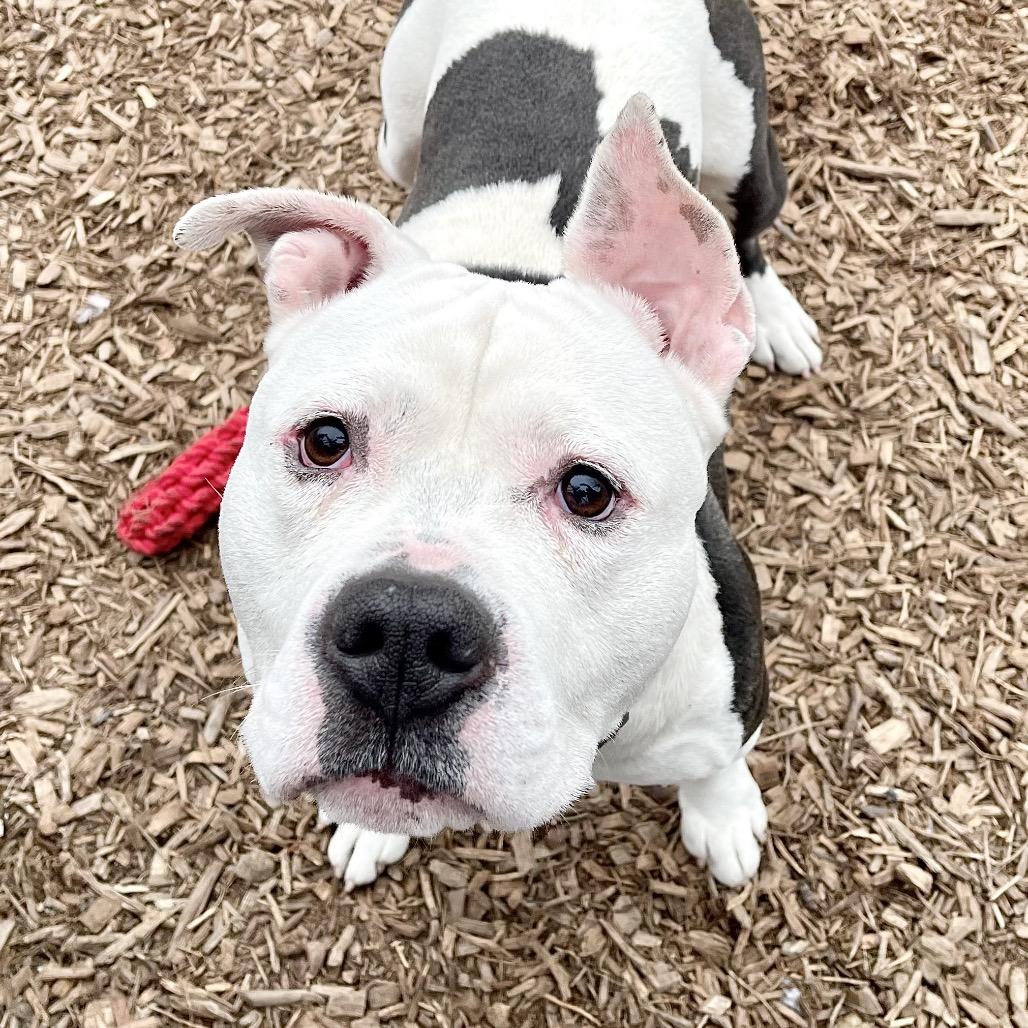 Bruno, Adoptable, Adult Male Pit Bull Terrier.