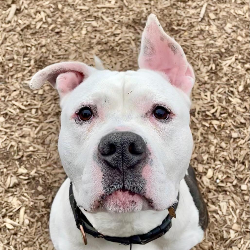 Bruno — thumbnail 2