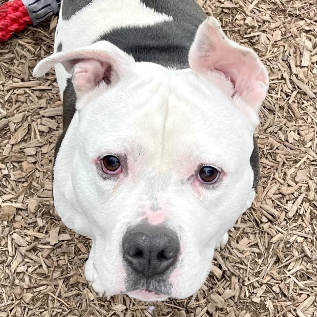 Bruno — thumbnail 3