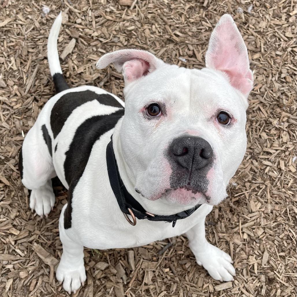 Bruno — thumbnail 4