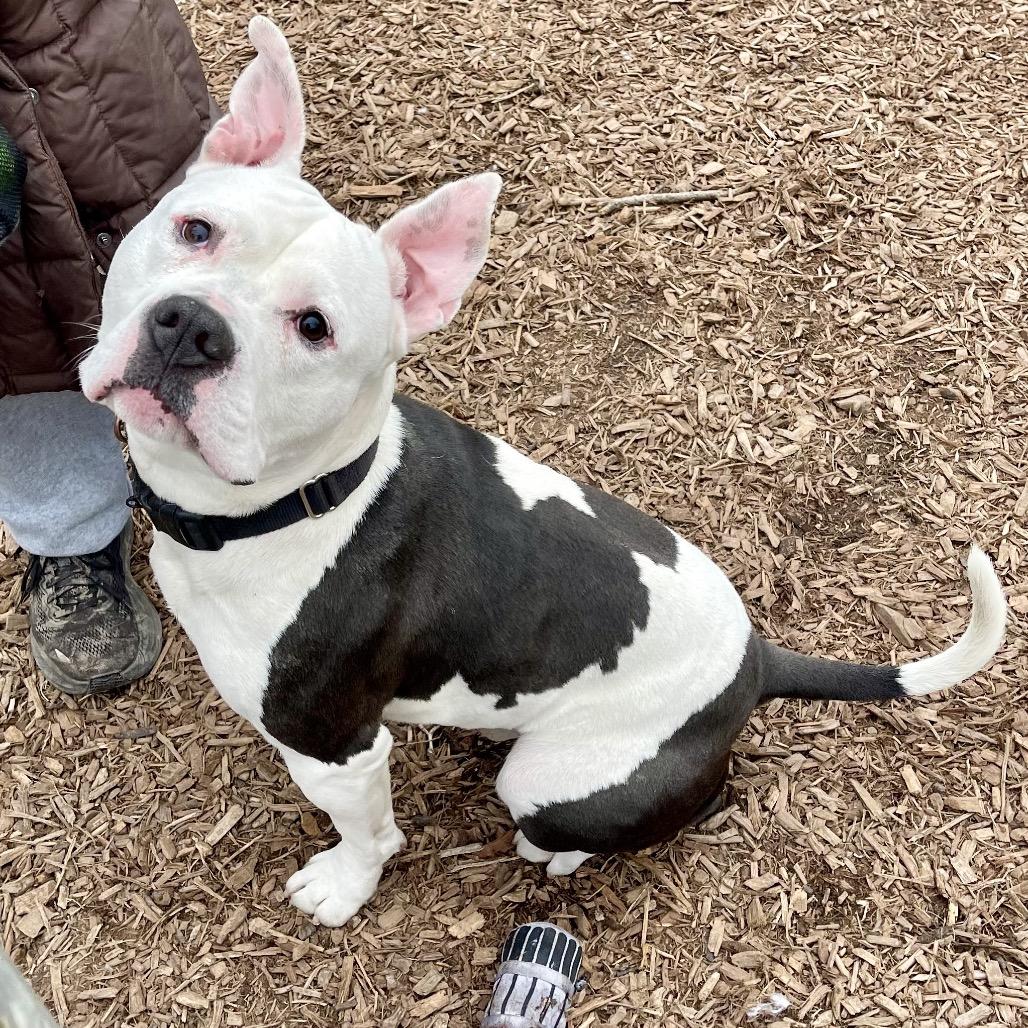 Bruno — thumbnail 5