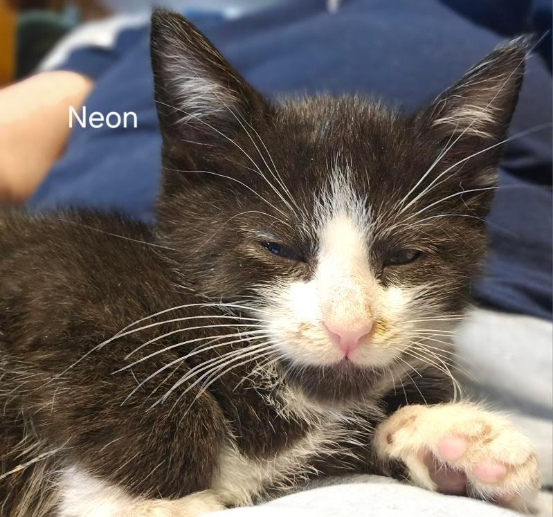 Neon, Adopted, Kitten Male Domestic Short Hair.