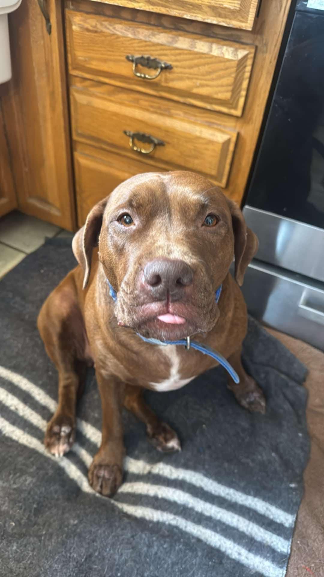 Kiwi, a Adoptable mixed breed in Pointe-Claire, QC image 3/6