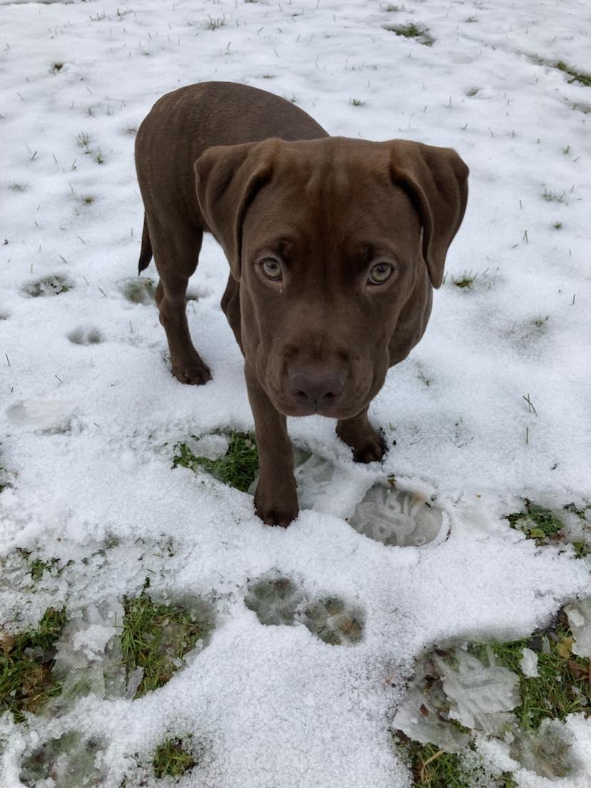 Kiwi, a Adoptable mixed breed in Pointe-Claire, QC image 1/6