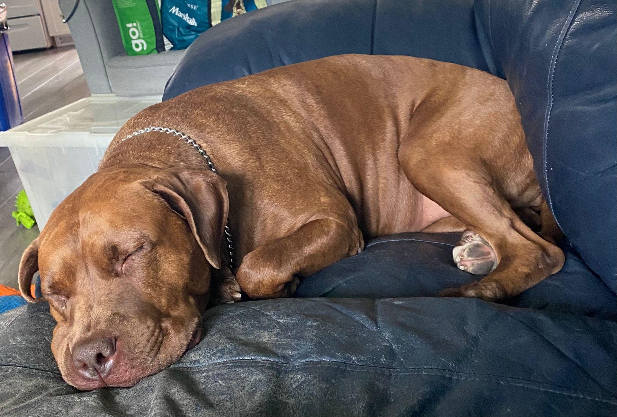 Kiwi, an adoptable Mastiff in Pointe-Claire, QC, H9S 5V1 | Photo Image 6