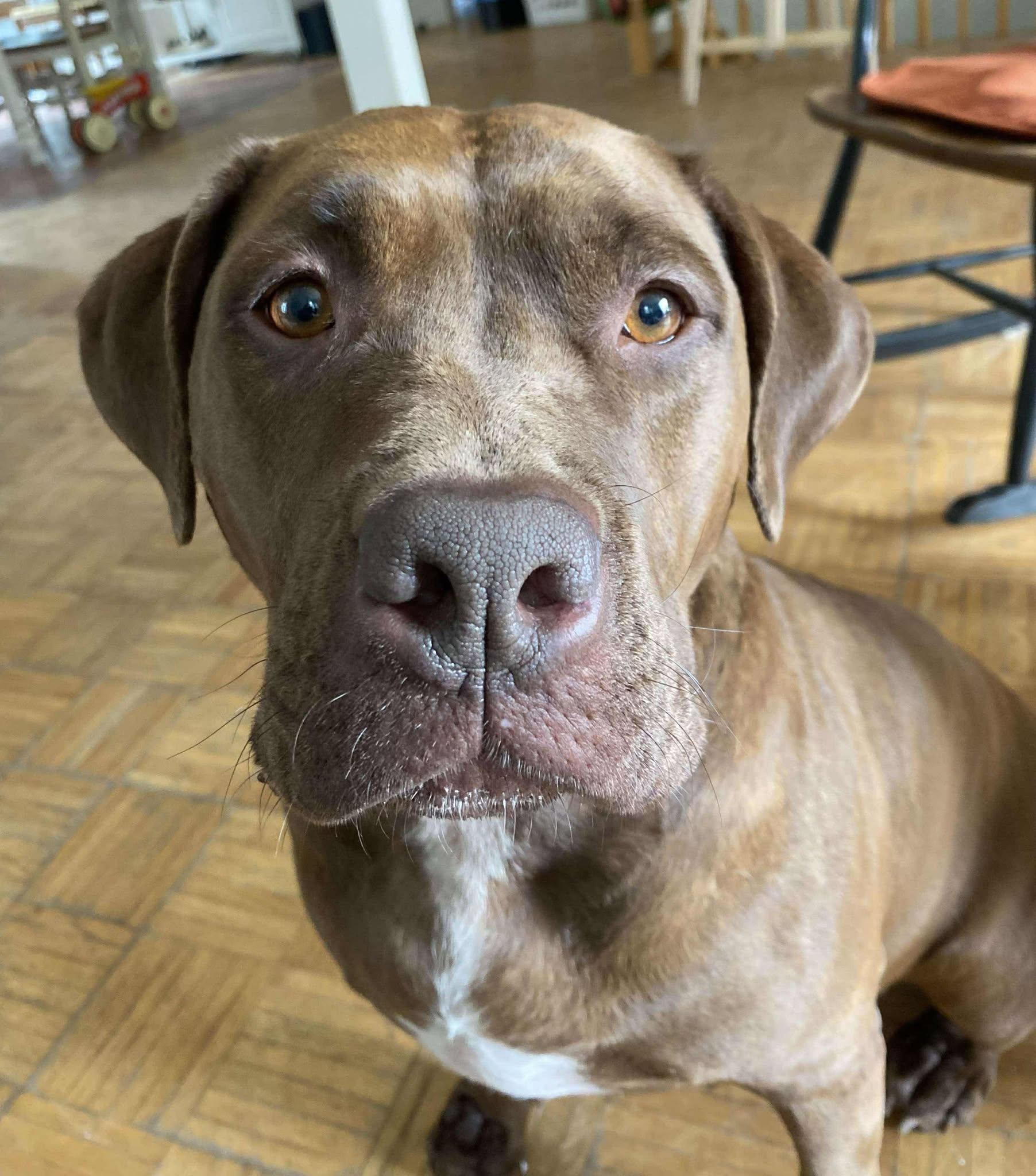 Kiwi, an adoptable Mastiff in Pointe-Claire, QC, H9S 5V1 | Photo Image 3