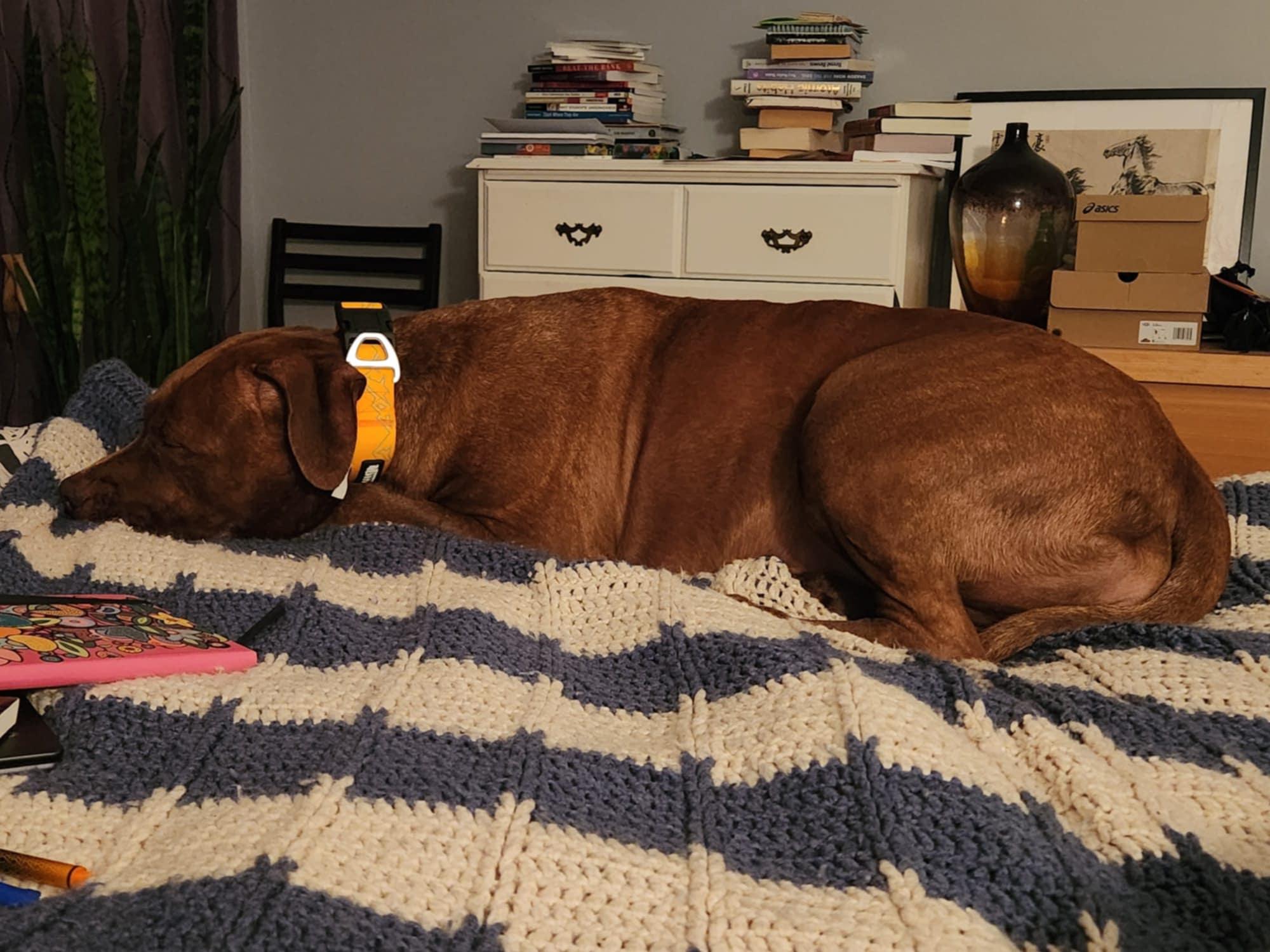 Kiwi, an adoptable Mastiff in Pointe-Claire, QC, H9S 5V1 | Photo Image 4