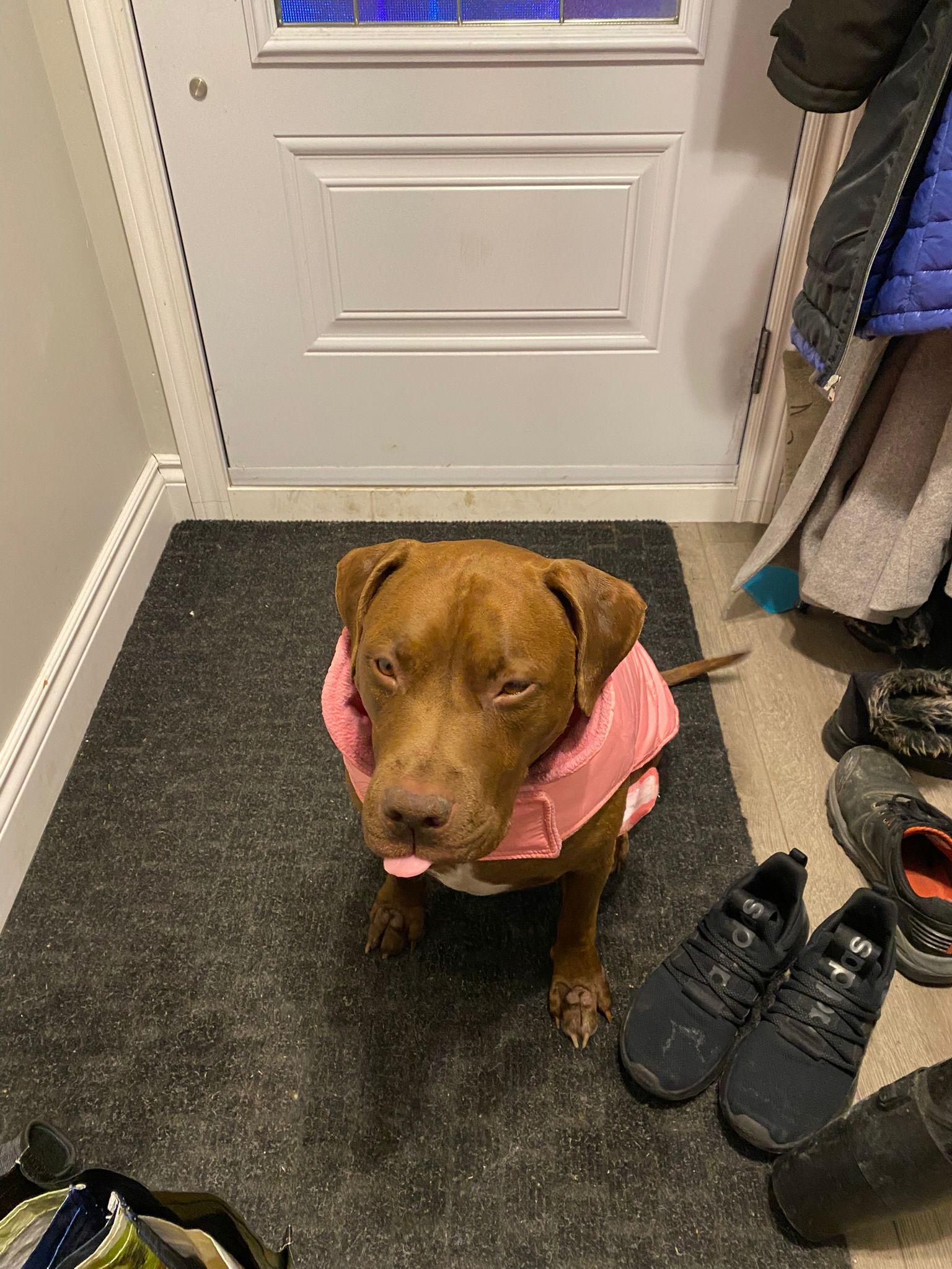 Enlarge Kiwi, a Adoptable mixed breed in Pointe-Claire, QC image 1/6