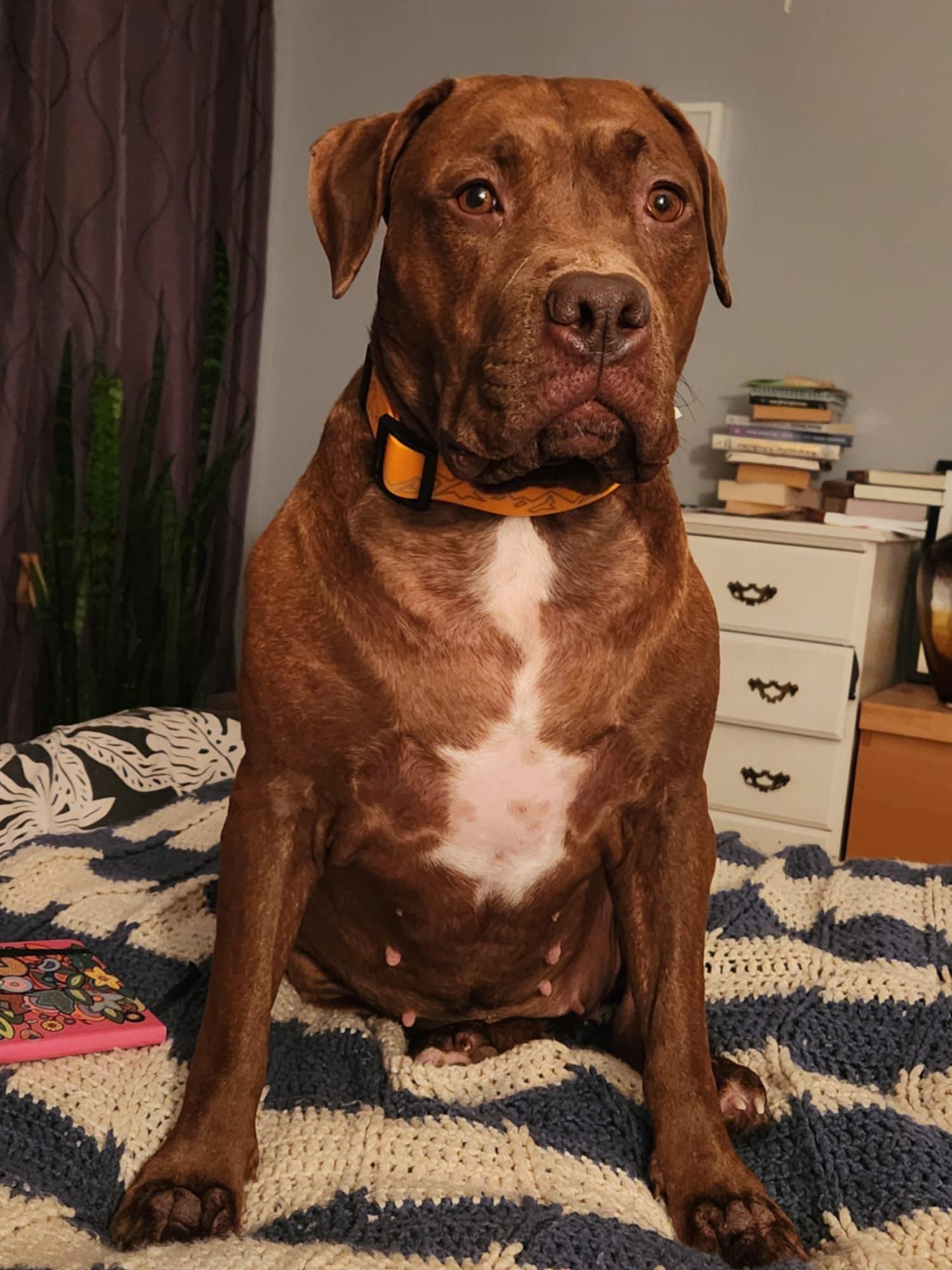 Kiwi, an adoptable Mastiff in Pointe-Claire, QC, H9S 5V1 | Photo Image 1