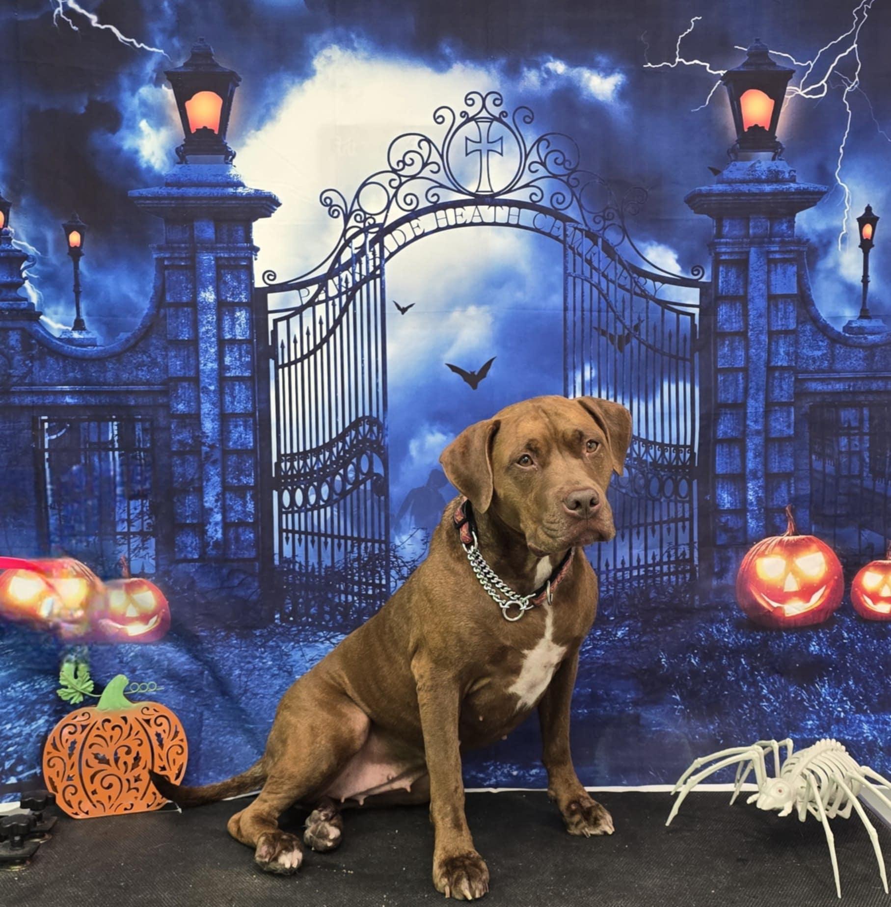 Kiwi, a Adoptable mixed breed in Pointe-Claire, QC image 2/6