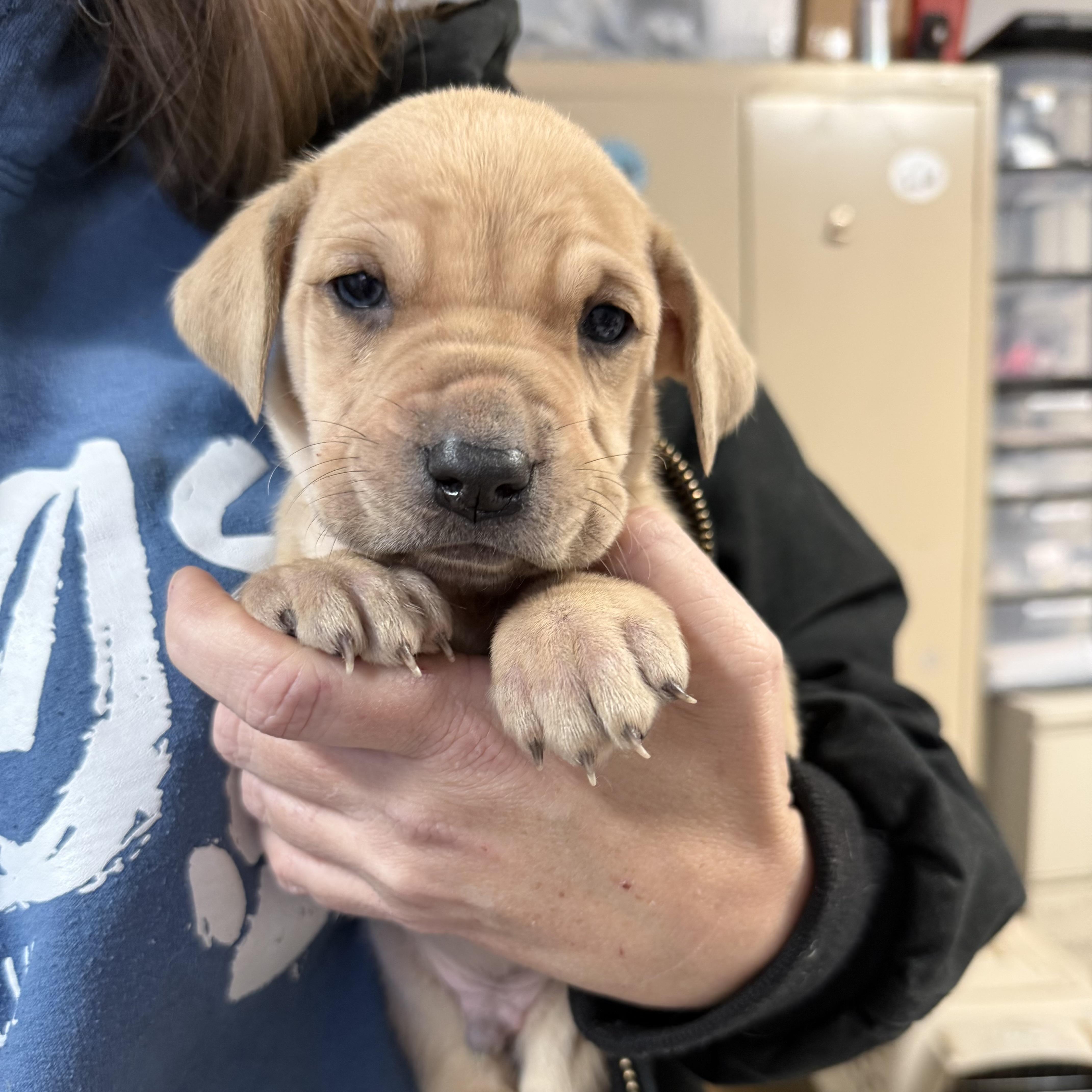 Flatback — thumbnail 3