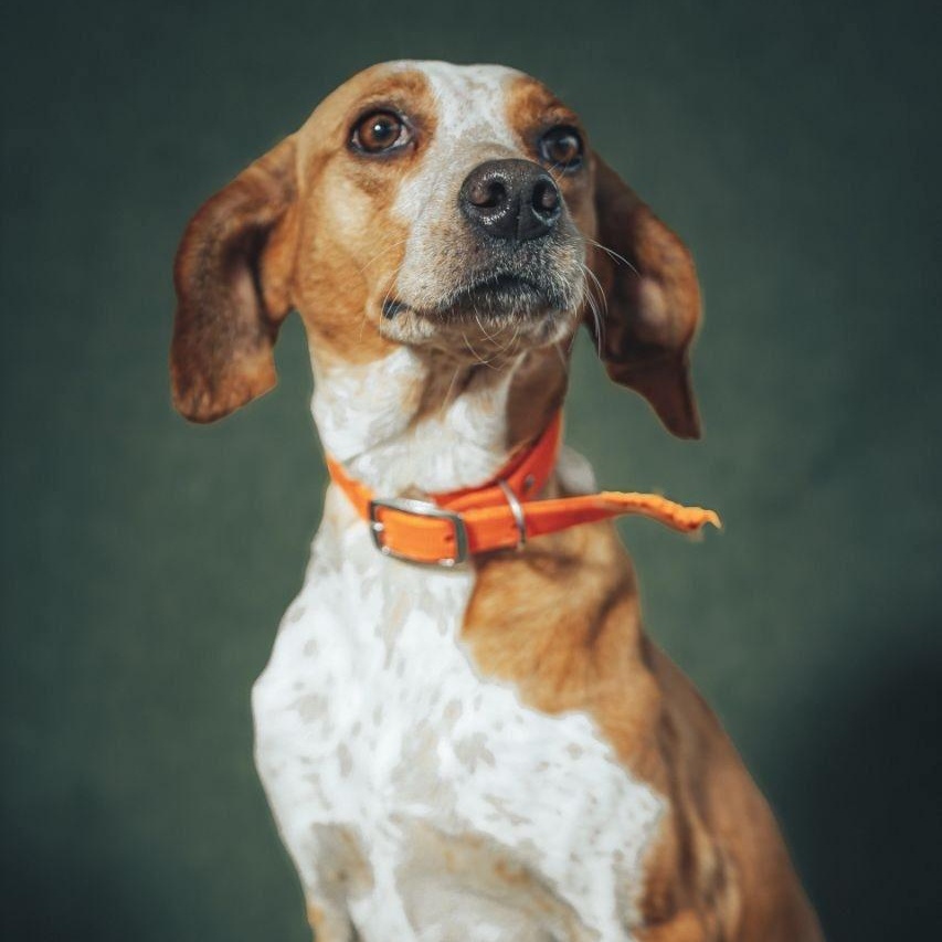Lila, a ADOPTABLE mixed breed in Morristown, NJ image 3/6