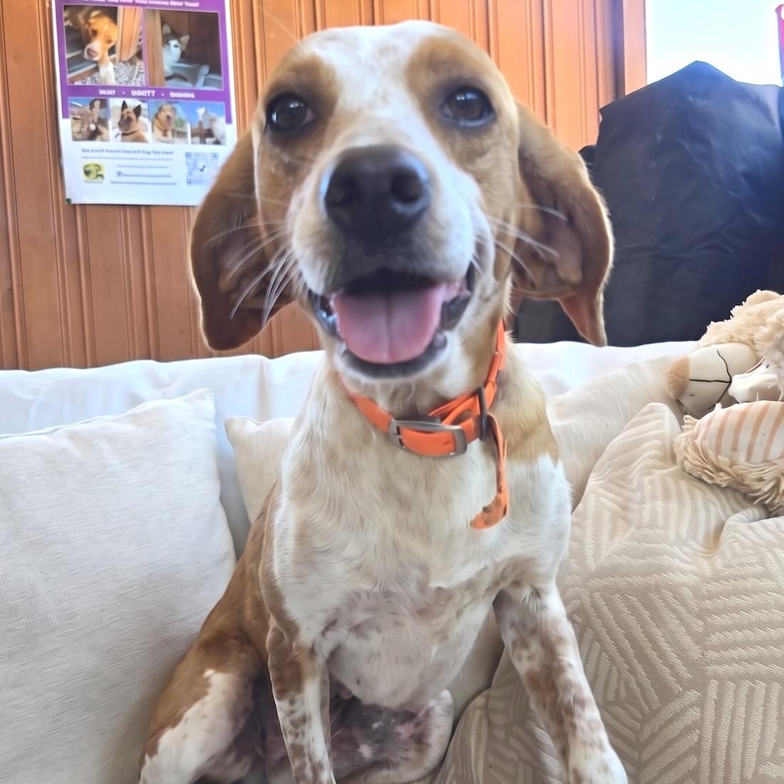 Lila, a ADOPTABLE mixed breed in Morristown, NJ image 4/6