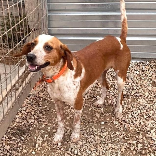 Lila, a ADOPTABLE mixed breed in Morristown, NJ image 2/6