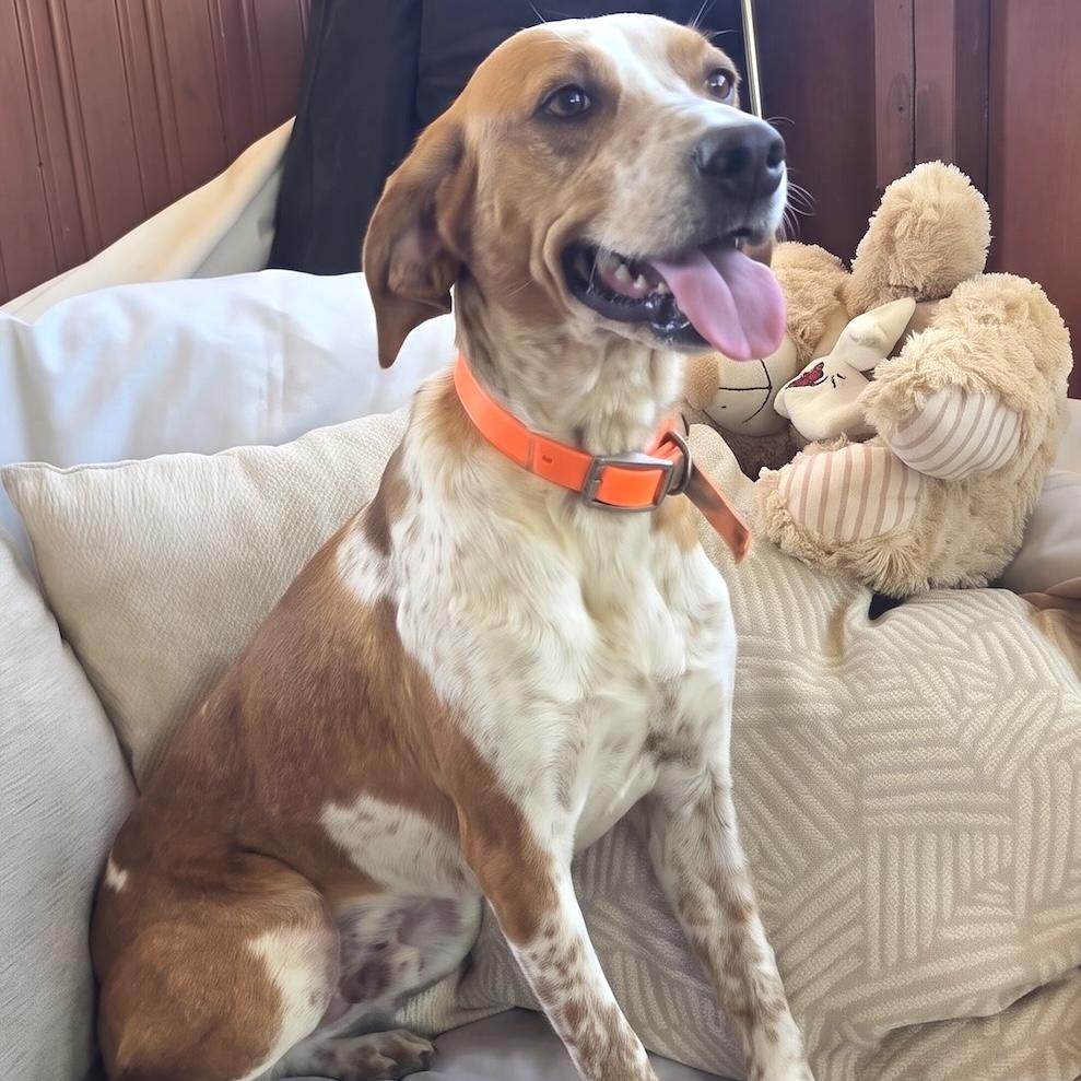 Lila, a ADOPTABLE mixed breed in Morristown, NJ image 1/6