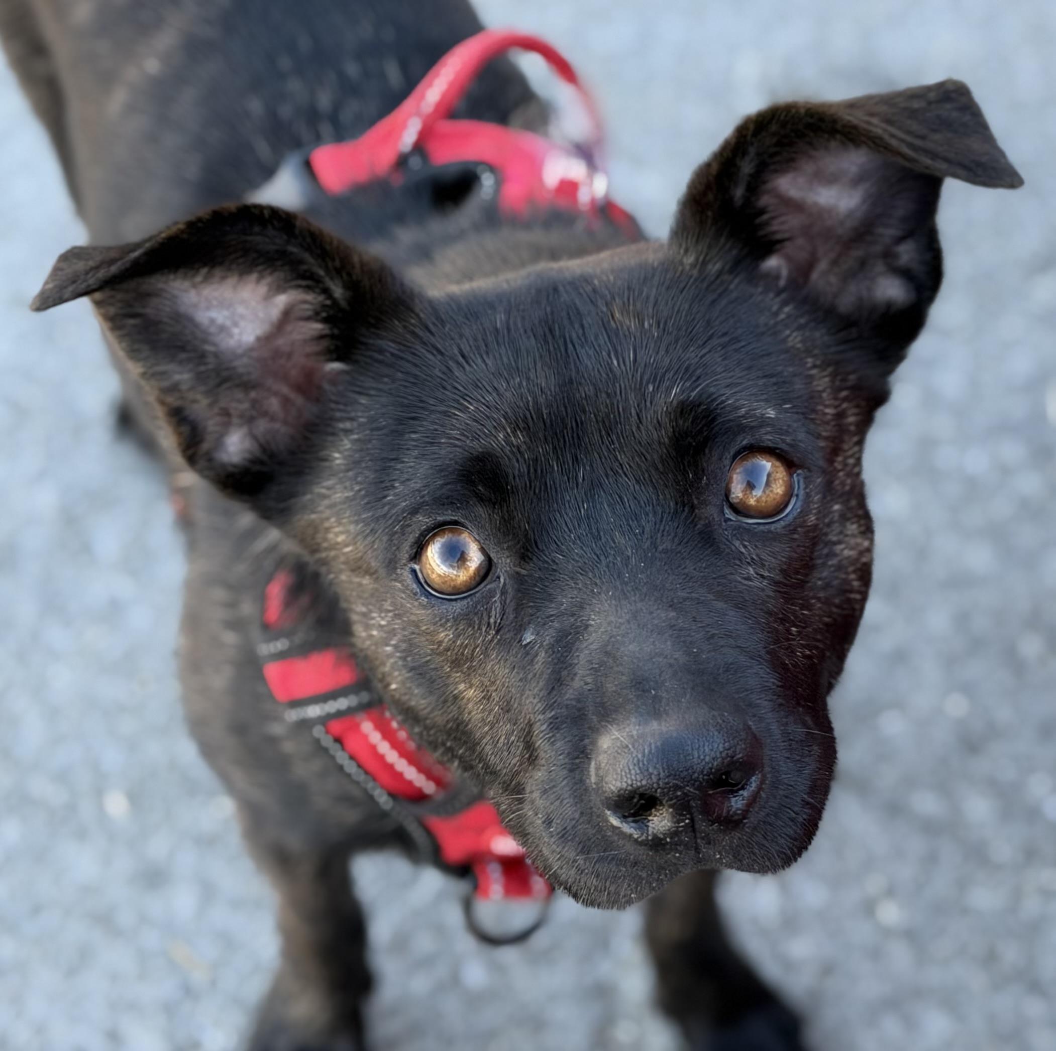 Enlarge Theodore, a Adoptable mixed breed in Georgetown, KY image 1/5
