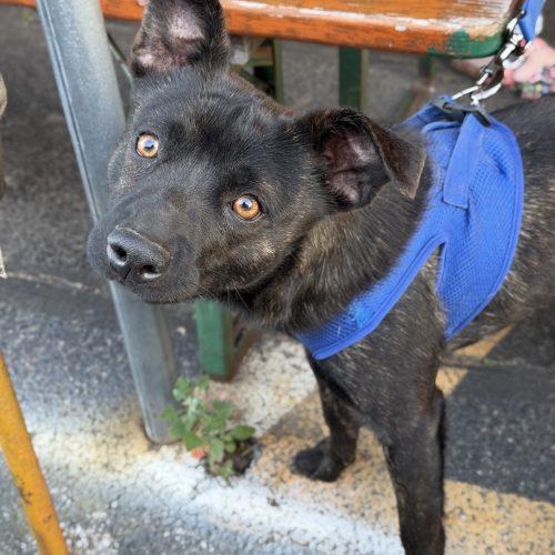 Theodore, Adoptable, Young Male Mixed Breed.