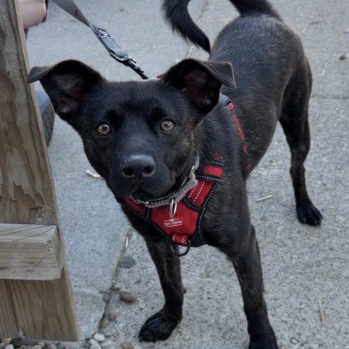 Enlarge Theodore, a Adoptable mixed breed in Georgetown, KY image 2/5