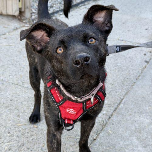 Enlarge Theodore, a Adoptable mixed breed in Georgetown, KY image 3/5