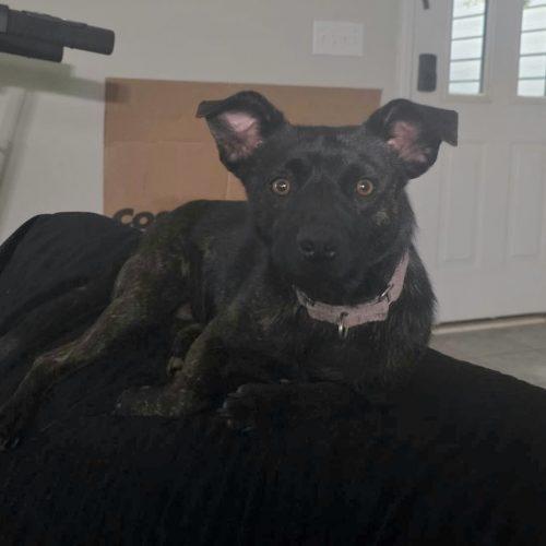 Enlarge Theodore, a Adoptable mixed breed in Georgetown, KY image 4/5