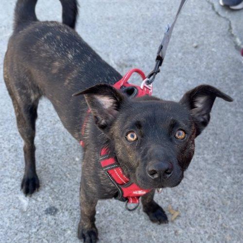 Enlarge Theodore, a Adoptable mixed breed in Georgetown, KY image 5/5