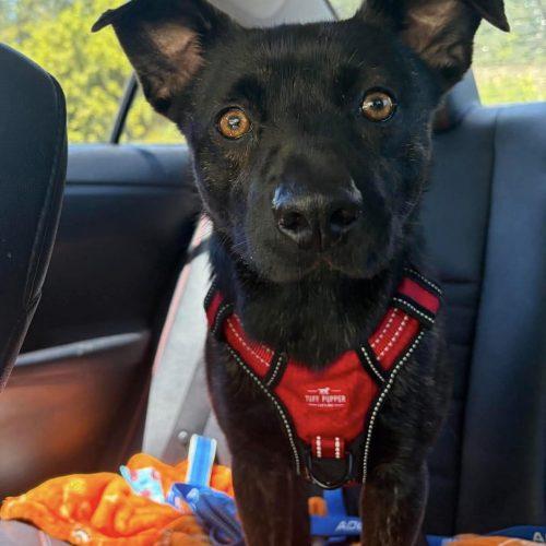 Enlarge Theodore, a Adoptable mixed breed in Georgetown, KY image 2/5