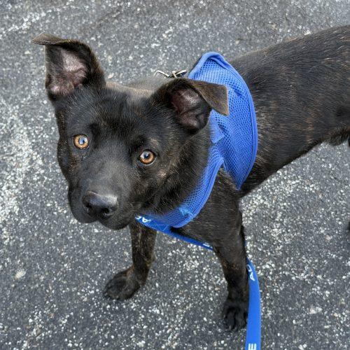 Enlarge Theodore, a Adoptable mixed breed in Georgetown, KY image 3/5