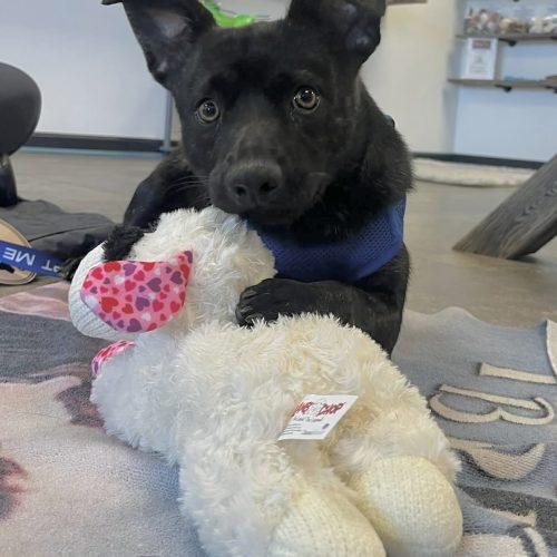 Enlarge Theodore, a Adoptable mixed breed in Georgetown, KY image 5/5