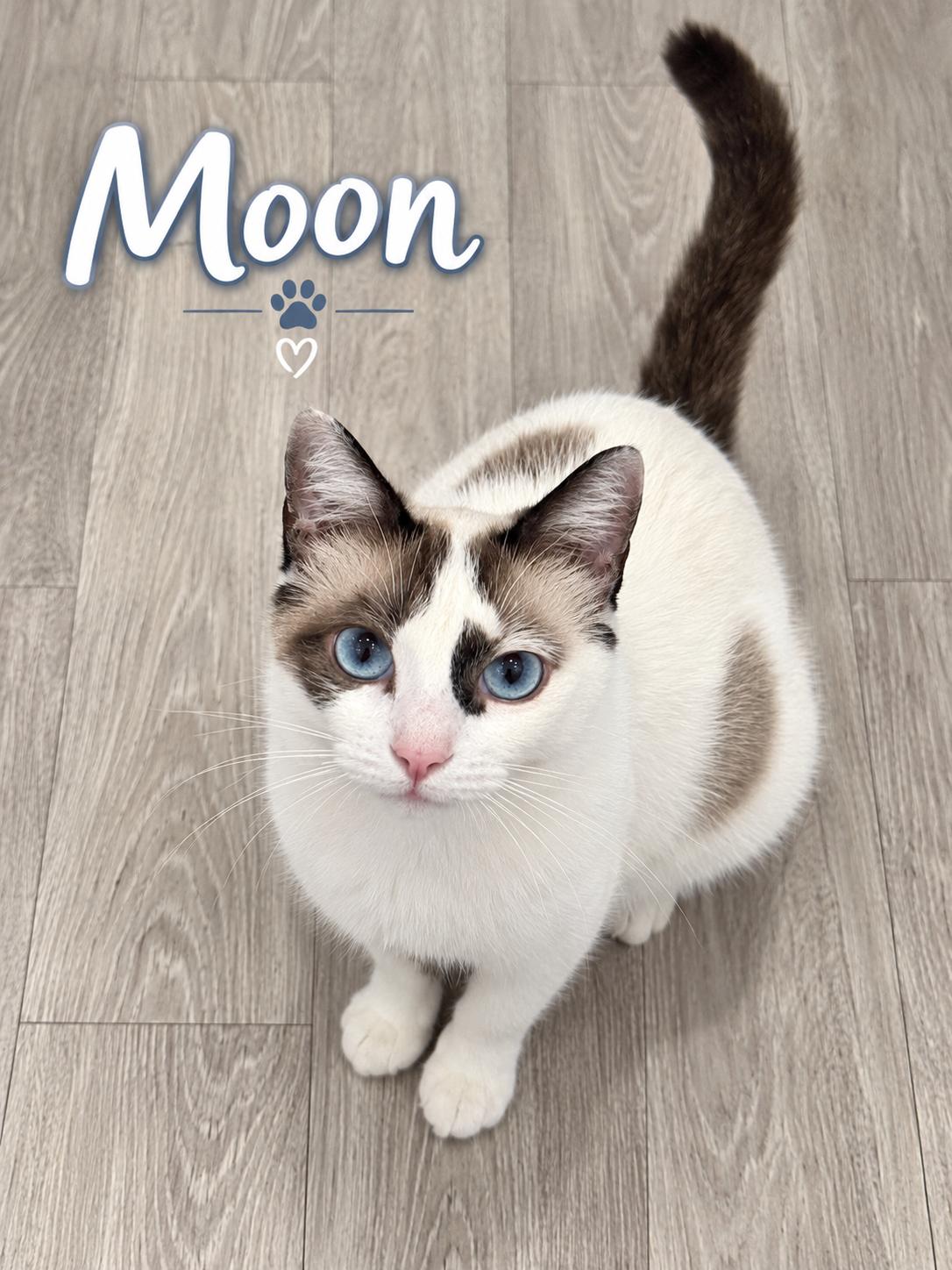 Enlarge Moon, an adopted mixed breed in Fort Worth, TX image 1/1