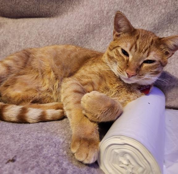 Enlarge Henry Loves adults, children,dogs,cats, a ADOPTABLE Domestic Short Hair in Fayetteville, AR image 5/6