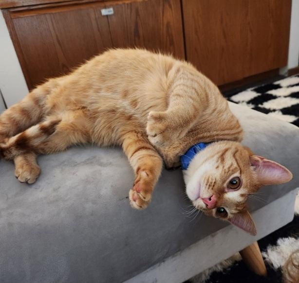 Enlarge Henry Loves adults, children,dogs,cats, a ADOPTABLE Domestic Short Hair in Fayetteville, AR image 3/6