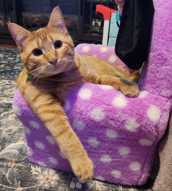 Enlarge Henry Loves adults, children,dogs,cats, a ADOPTABLE Domestic Short Hair in Fayetteville, AR image 4/6