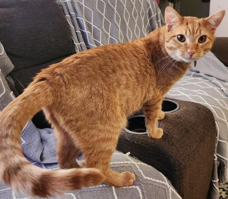 Enlarge Henry Loves adults, children,dogs,cats, a ADOPTABLE Domestic Short Hair in Fayetteville, AR image 2/6