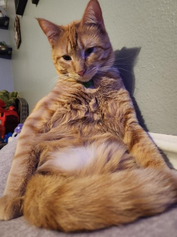 Enlarge Henry Loves adults, children,dogs,cats, a ADOPTABLE Domestic Short Hair in Fayetteville, AR image 6/6