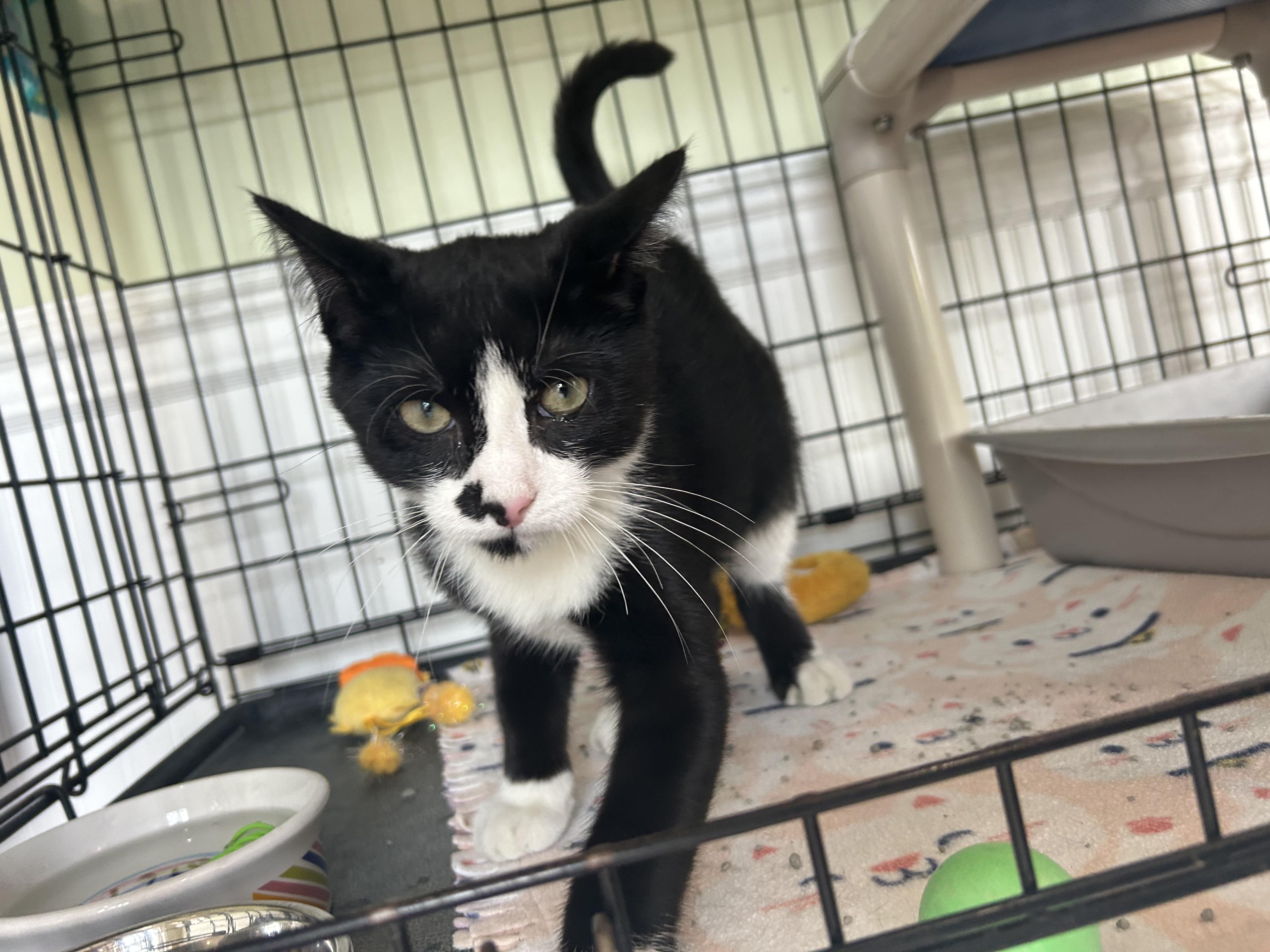 Enlarge Button, a ADOPTABLE Domestic Short Hair in Cape May, NJ image 2/2