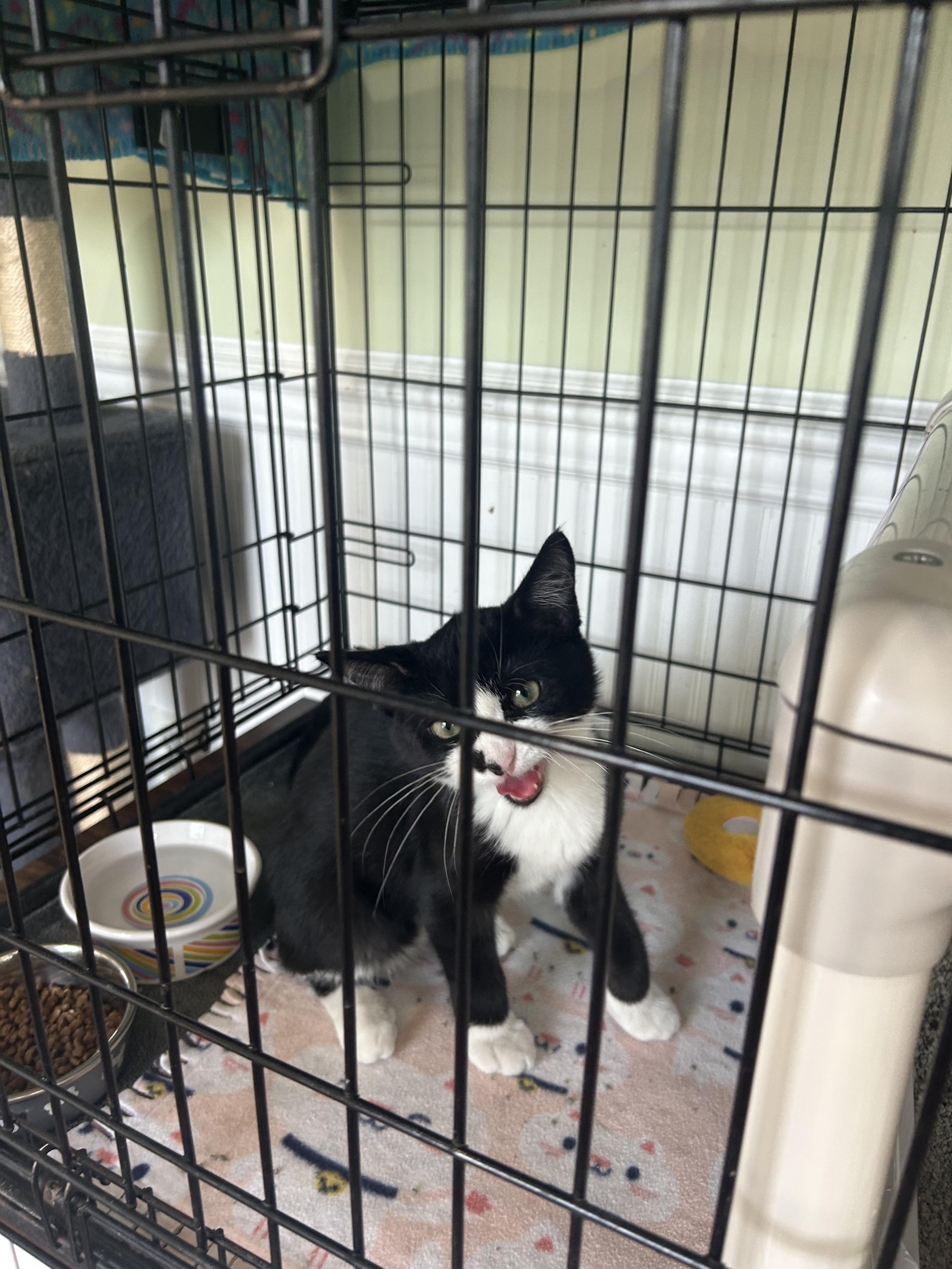 Enlarge Button, a ADOPTABLE Domestic Short Hair in Cape May, NJ image 1/2
