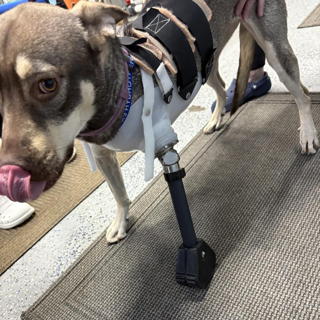Fawn, Adoptable, Adult Female Mixed Breed.