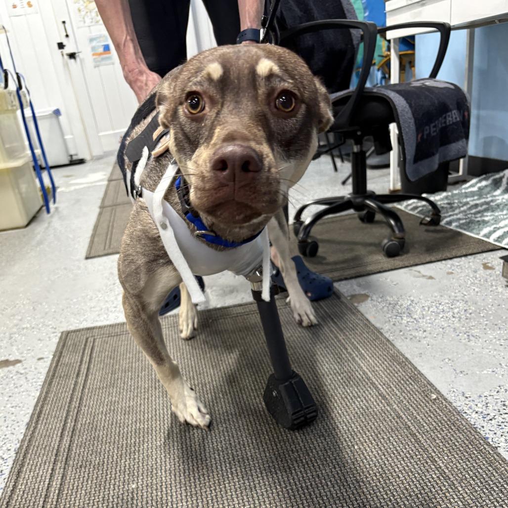 Fawn, a Adoptable Mixed Breed in Santa Fe, TX image 2/4
