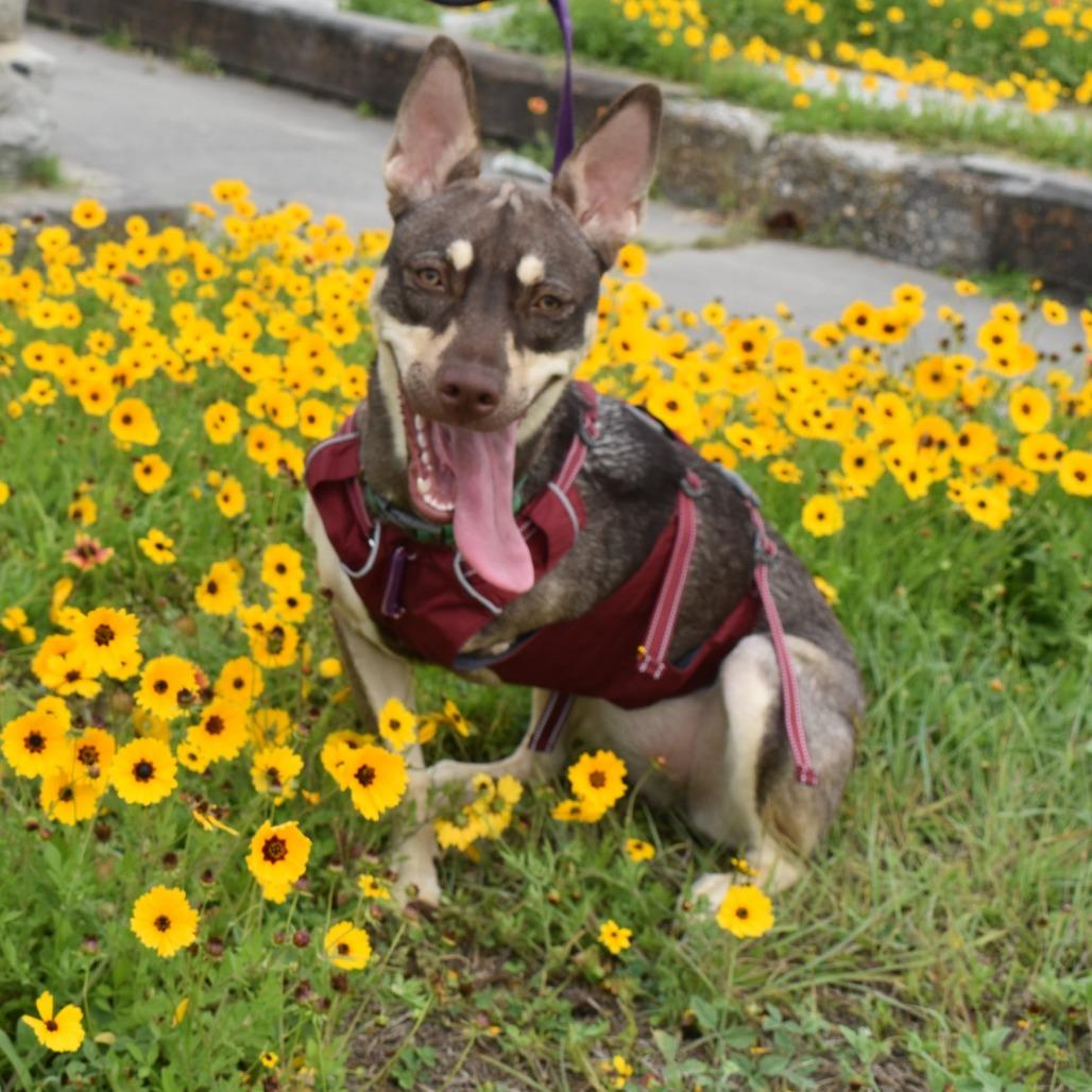 Fawn, a Adoptable Mixed Breed in Santa Fe, TX image 3/4