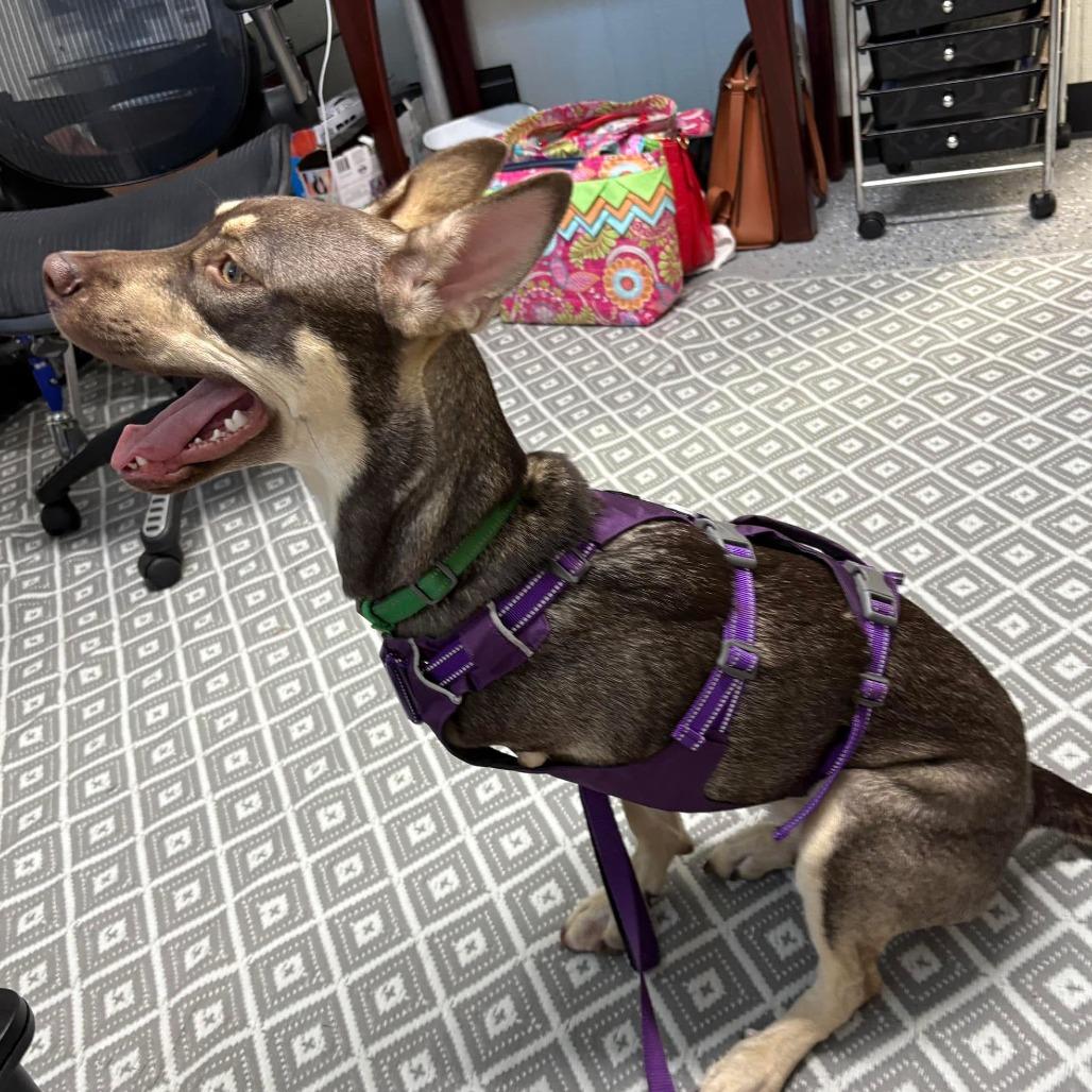 Fawn, a Adoptable Mixed Breed in Santa Fe, TX image 4/4