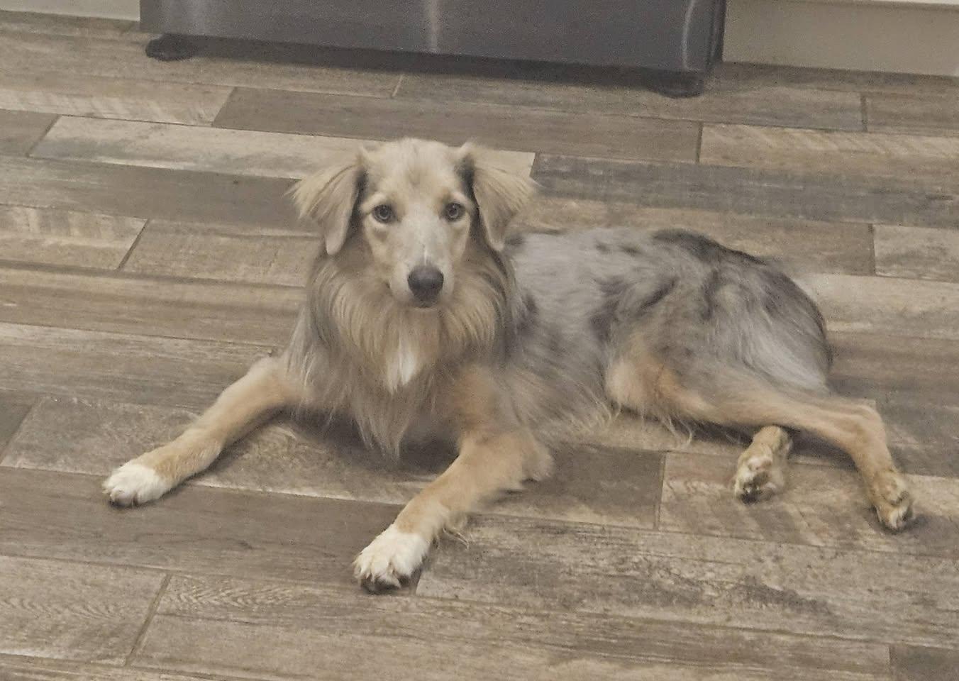 Poppy, adoptable, Young Female Australian Shepherd & Shetland Sheepdog / Sheltie.
