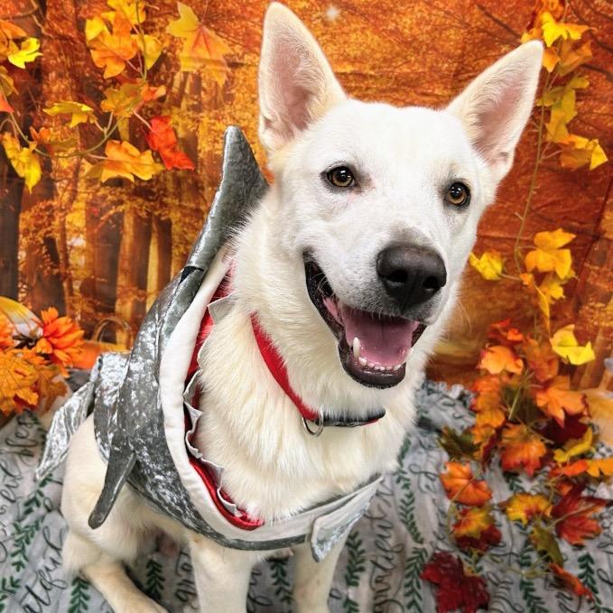 Enlarge Bodhi, a Adoptable mixed breed in Wadena, MN image 1/3