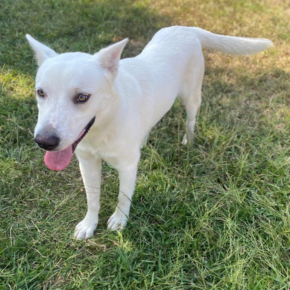 Enlarge Bodhi, a Adoptable mixed breed in Wadena, MN image 2/3