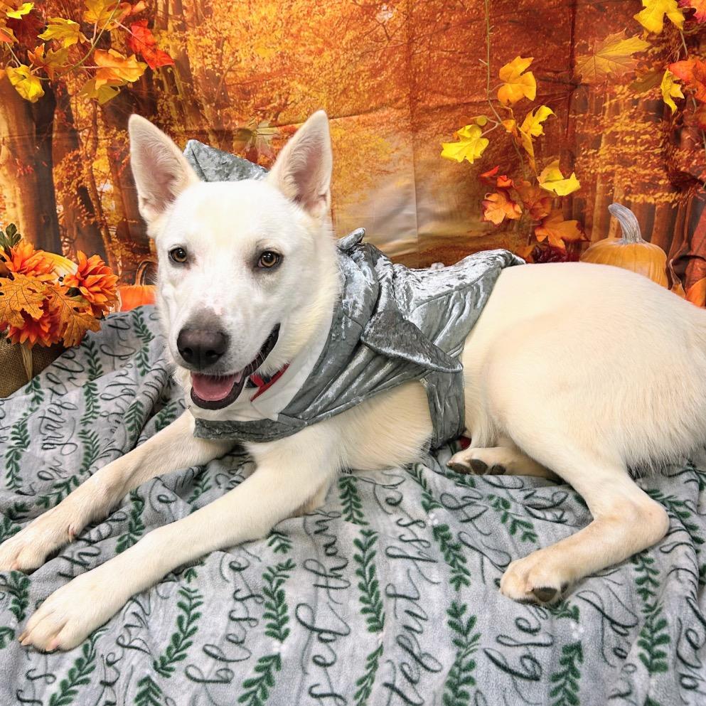 Enlarge Bodhi, a Adoptable mixed breed in Wadena, MN image 3/3