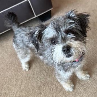 Enlarge Lola, a ADOPTABLE mixed breed in Cherry Hill, NJ image 5/5