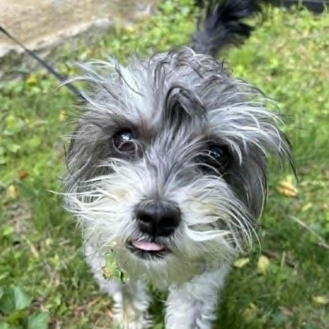 Lola, ADOPTABLE, Young Female Schnauzer & Poodle.