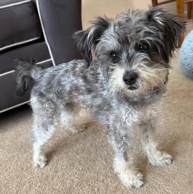 Enlarge Lola, a ADOPTABLE mixed breed in Cherry Hill, NJ image 2/5